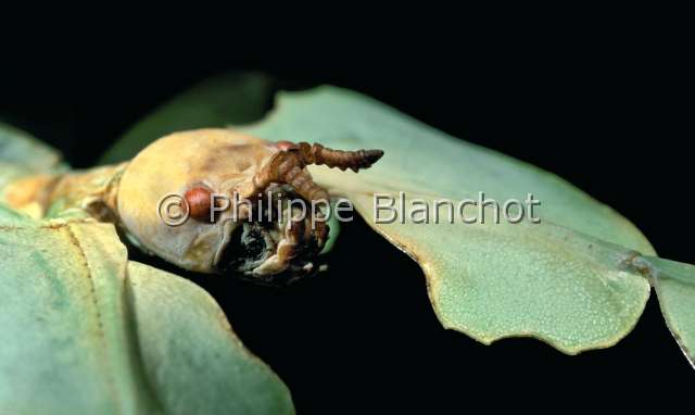 Phyllium bioculatum.JPG - in "Portraits d'insectes" ed. SeuilPhyllium bioculatumPhylliephasme feuilleLeaf insectPhasmatodeaPhylliidaeThailande